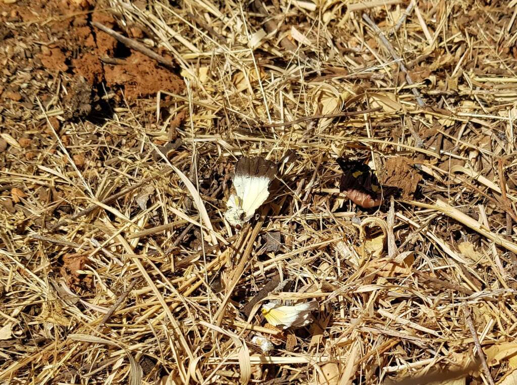 Battered remains of the Caper White Butterfly