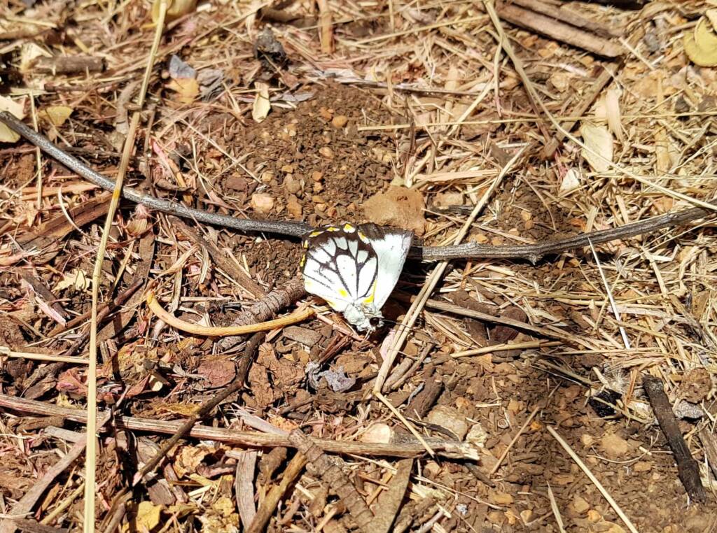 Battered remains of the Caper White Butterfly