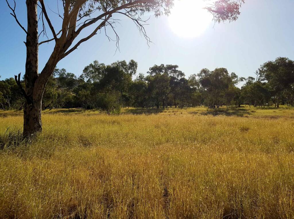 Buffel grass (Cenchrus ciliaris), Todd River, Alice Springs, NT