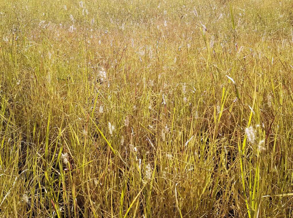 Buffel grass (Cenchrus ciliaris), Todd River, Alice Springs, NT