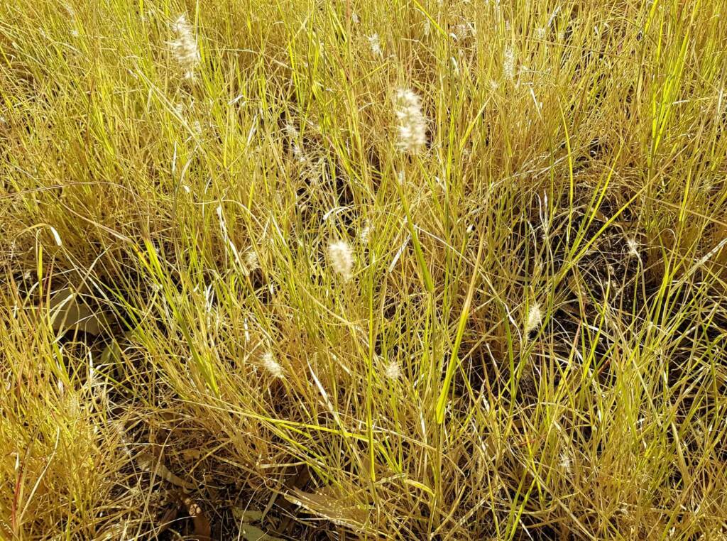 Buffel grass (Cenchrus ciliaris), Todd River, Alice Springs, NT