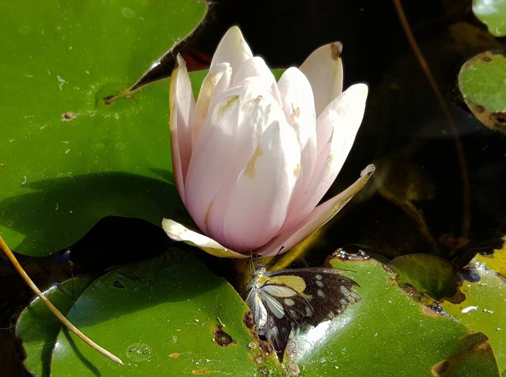 Nearing the end of life for this Caper White Butterfly (Belenois java teutonia), Alice Springs, NT
