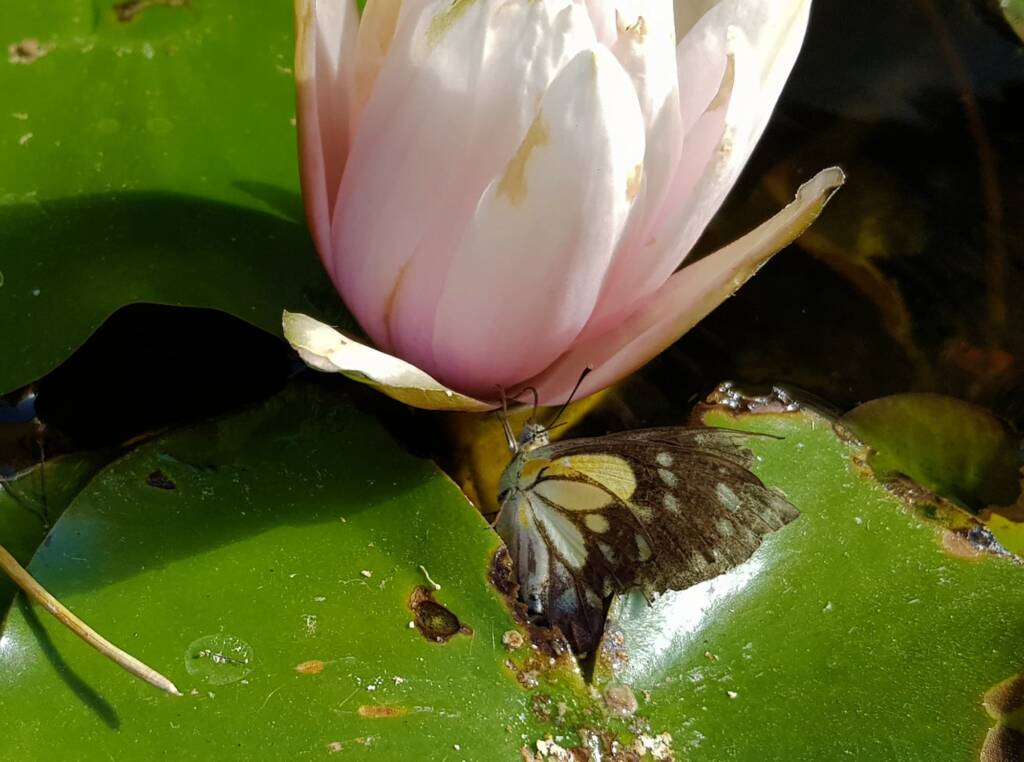 Nearing the end of life for this Caper White Butterfly (Belenois java teutonia), Alice Springs, NT