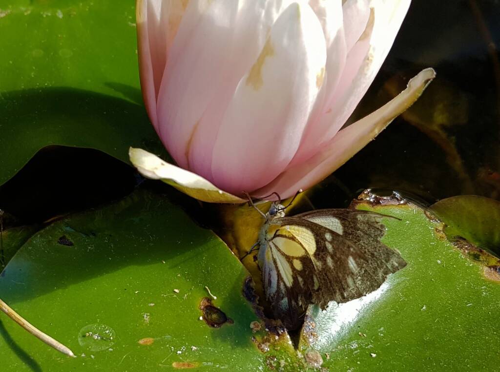 Nearing the end of life for this Caper White Butterfly (Belenois java teutonia), Alice Springs, NT