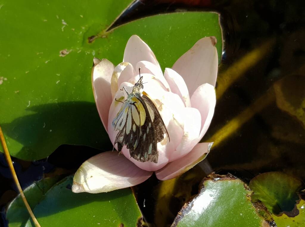 Nearing the end of life for this Caper White Butterfly (Belenois java teutonia), Alice Springs, NT