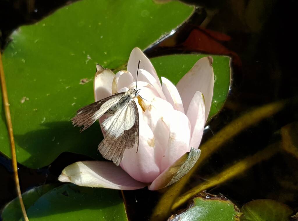 Nearing the end of life for this Caper White Butterfly (Belenois java teutonia), Alice Springs, NT