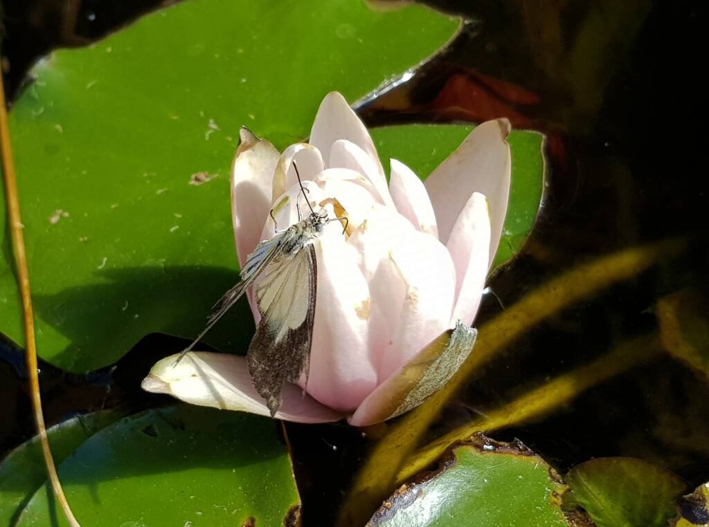 Nearing the end of life for this Caper White Butterfly (Belenois java teutonia), Alice Springs, NT