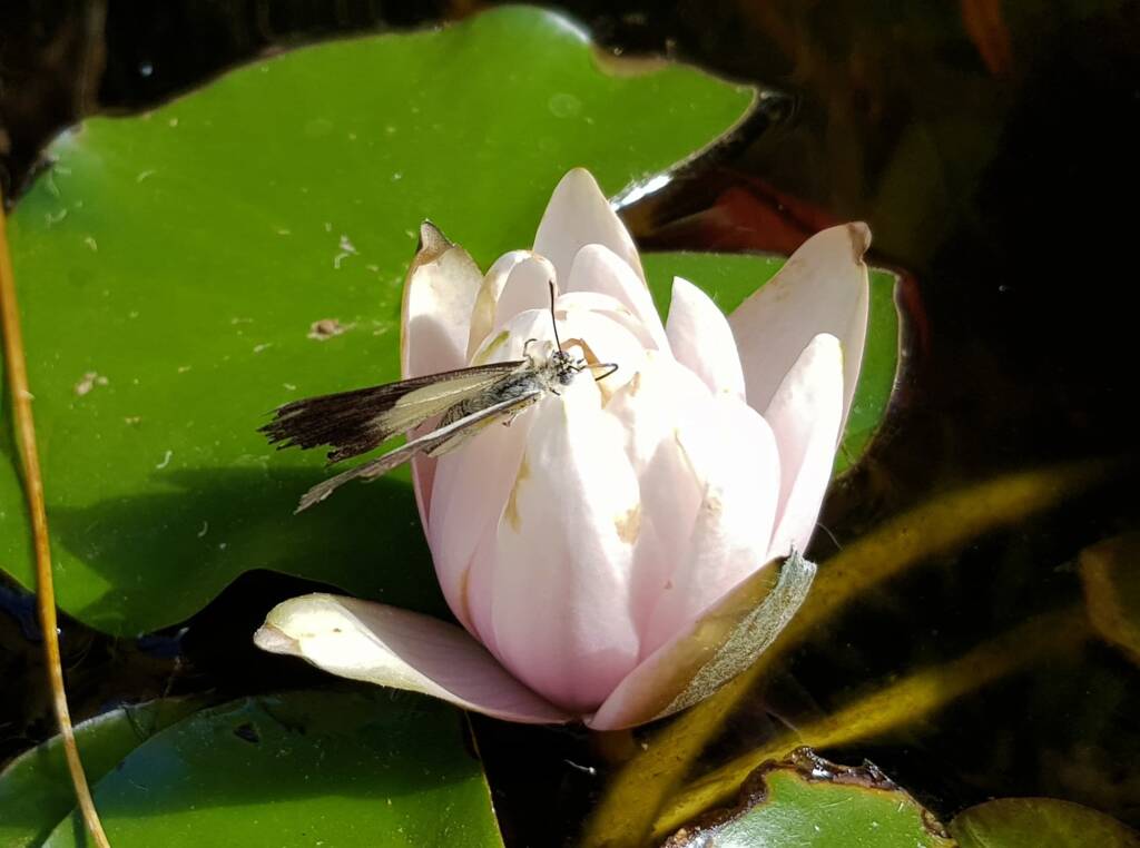 Nearing the end of life for this Caper White Butterfly (Belenois java teutonia), Alice Springs, NT