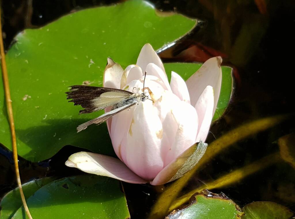 Nearing the end of life for this Caper White Butterfly (Belenois java teutonia), Alice Springs, NT
