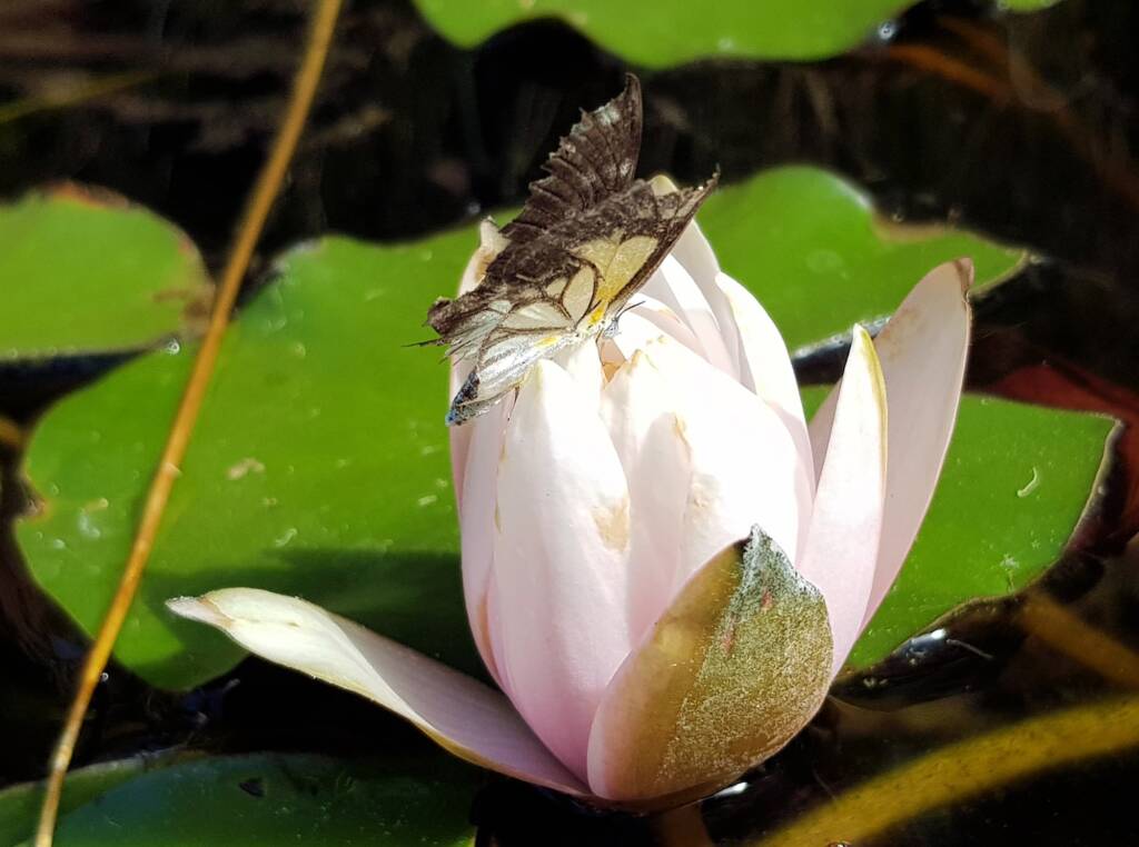 Nearing the end of life for this Caper White Butterfly (Belenois java teutonia), Alice Springs, NT