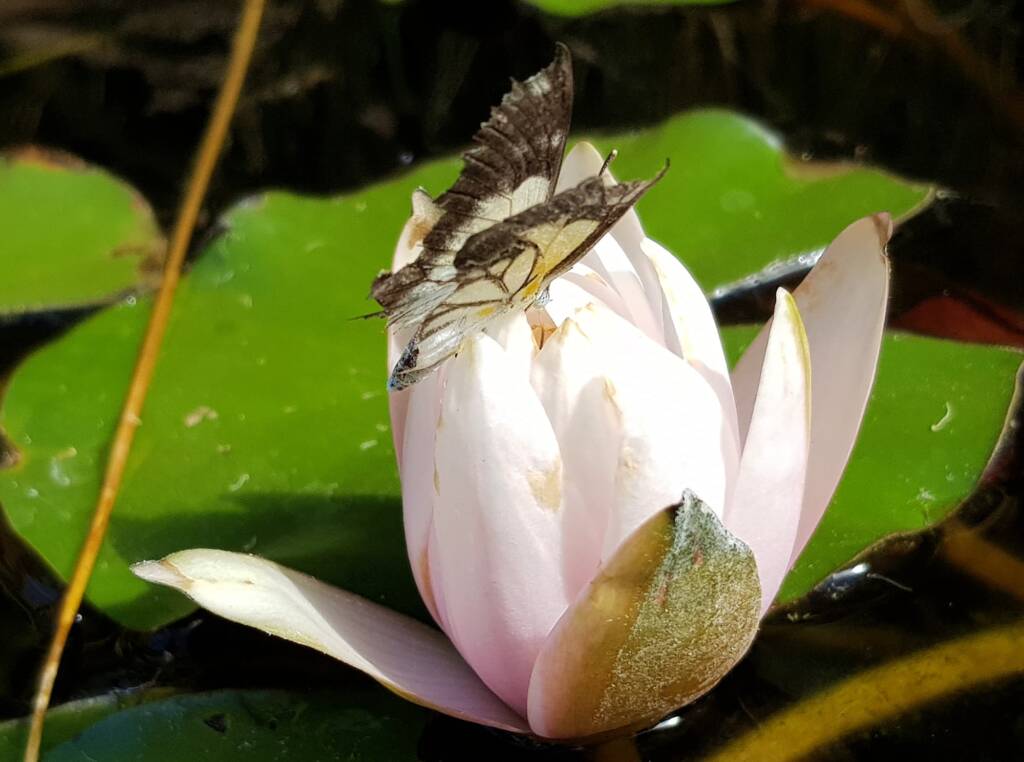 Nearing the end of life for this Caper White Butterfly (Belenois java teutonia), Alice Springs, NT