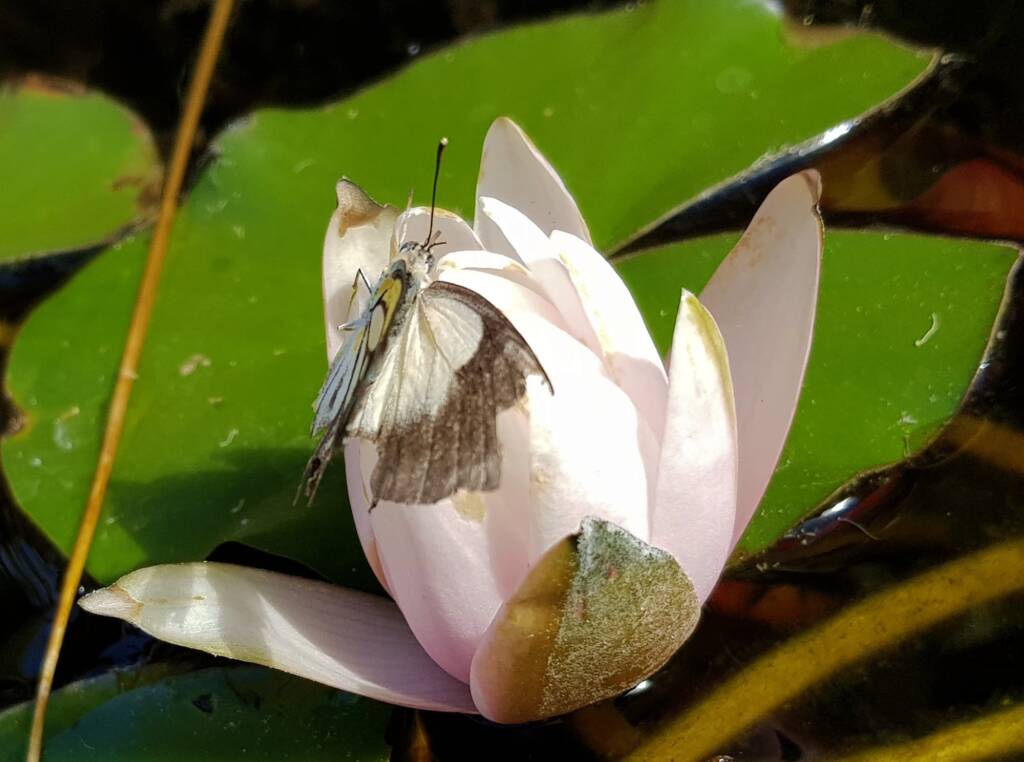 Nearing the end of life for this Caper White Butterfly (Belenois java teutonia), Alice Springs, NT