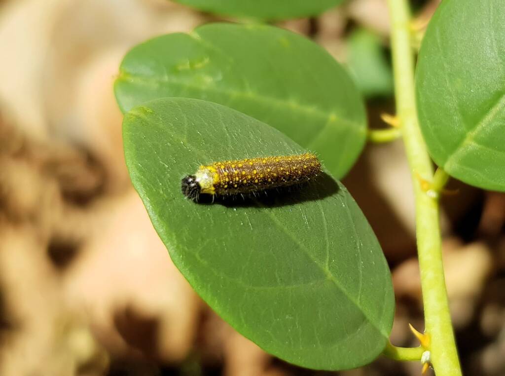 Instar stage of the caterpillar of the Caper White Butterfly (Belenois java teutonia), Alice Springs, NT