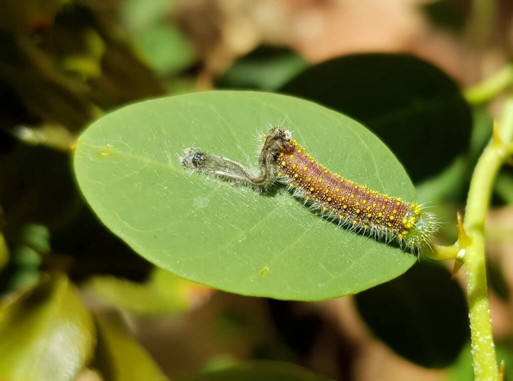 Instar stage of the caterpillar of the Caper White Butterfly (Belenois java teutonia), Alice Springs, NT