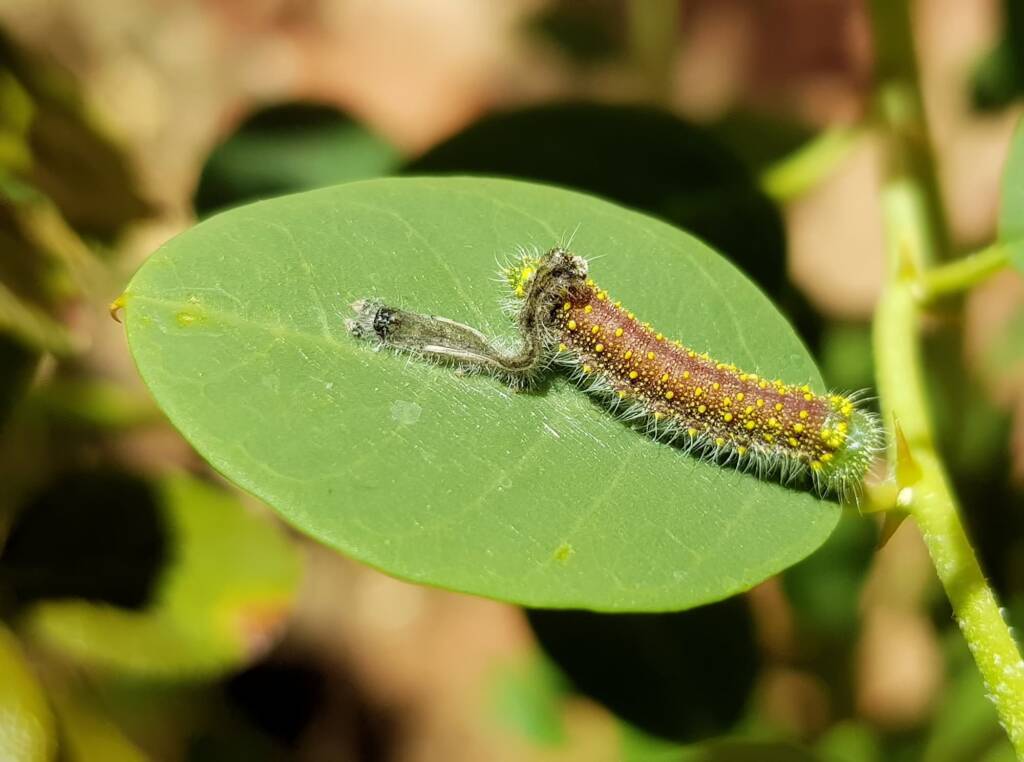 Instar stage of the caterpillar of the Caper White Butterfly (Belenois java teutonia), Alice Springs, NT
