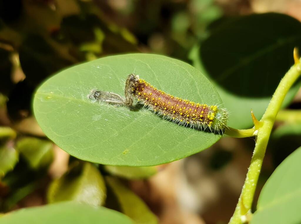Instar stage of the caterpillar of the Caper White Butterfly (Belenois java teutonia), Alice Springs, NT