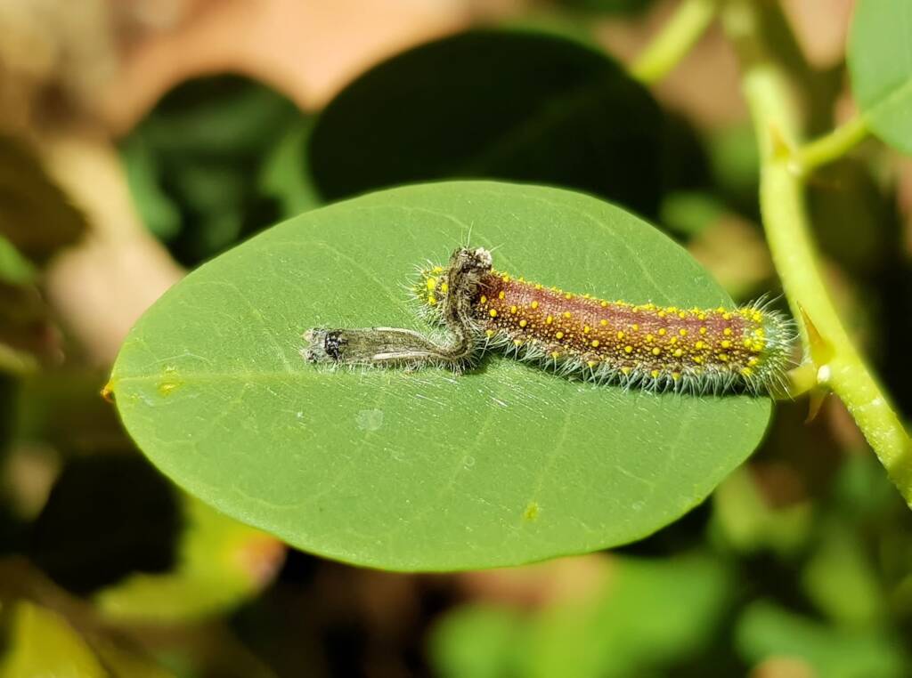 Instar stage of the caterpillar of the Caper White Butterfly (Belenois java teutonia), Alice Springs, NT