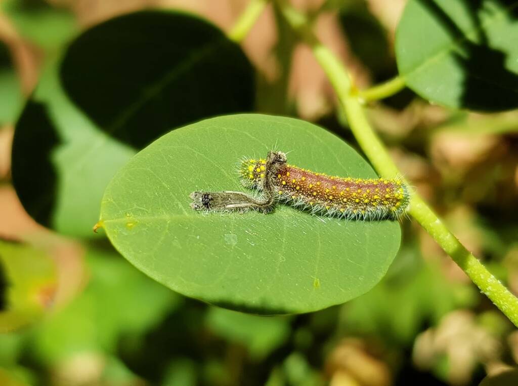 Instar stage of the caterpillar of the Caper White Butterfly (Belenois java teutonia), Alice Springs, NT