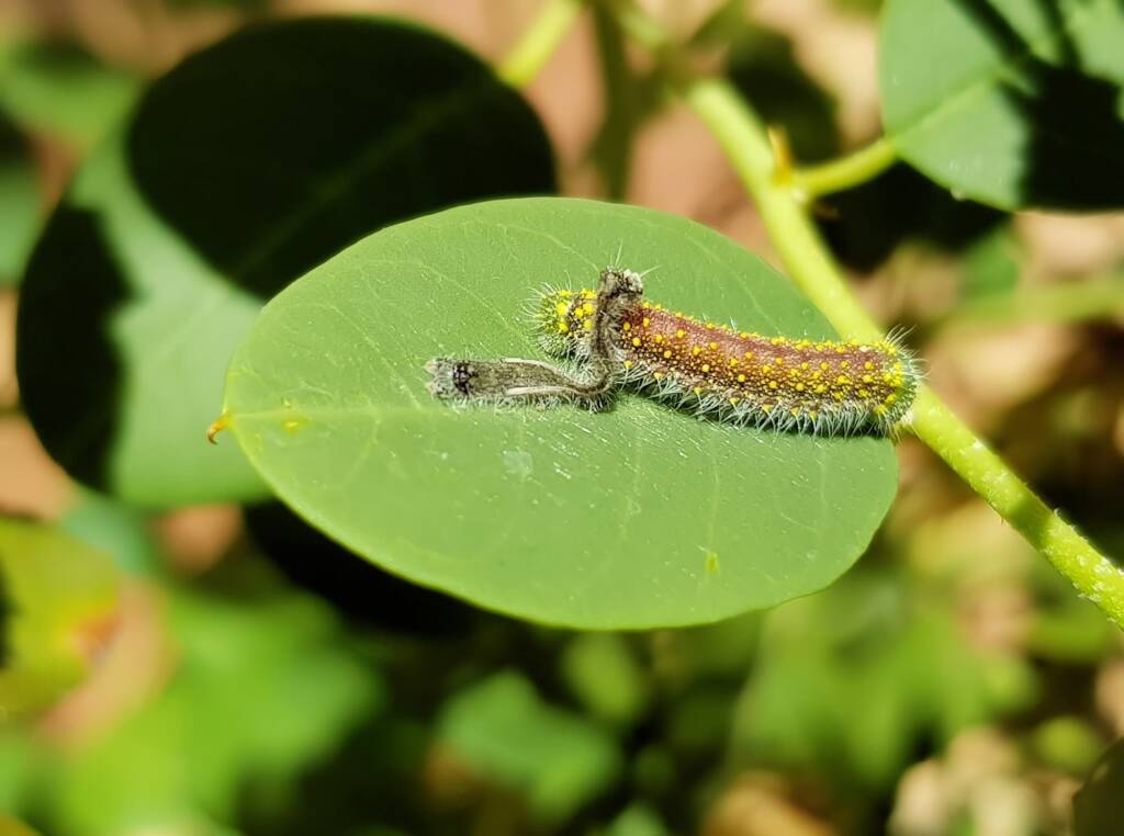 Instar stage of the caterpillar of the Caper White Butterfly (Belenois java teutonia), Alice Springs, NT
