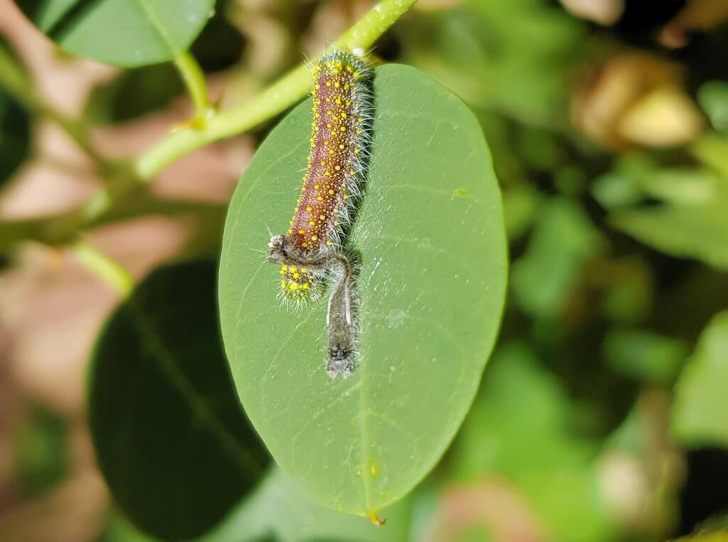 Instar stage of the caterpillar of the Caper White Butterfly (Belenois java teutonia), Alice Springs, NT
