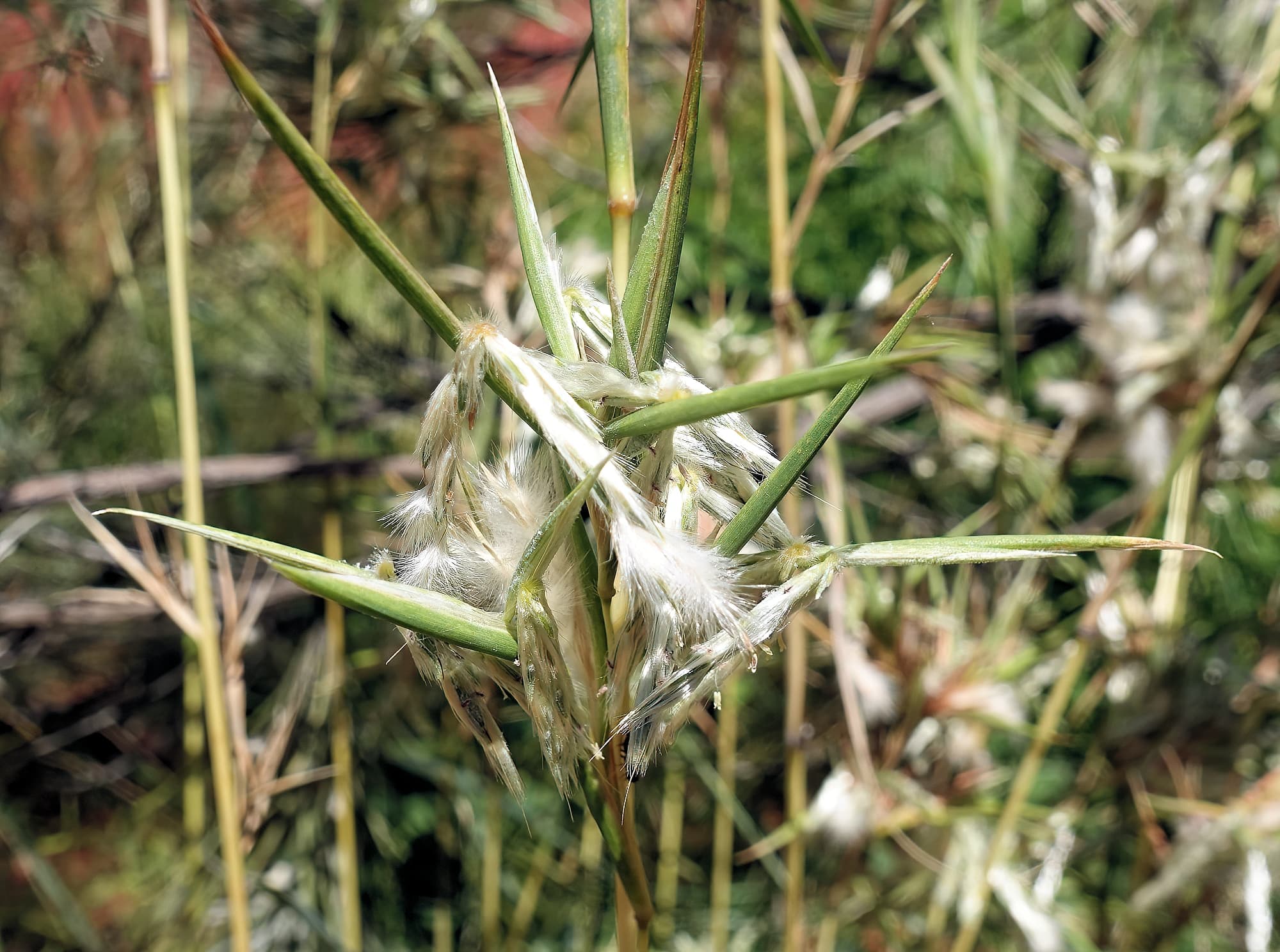Silkyheads (Cymbopogon obtectus)