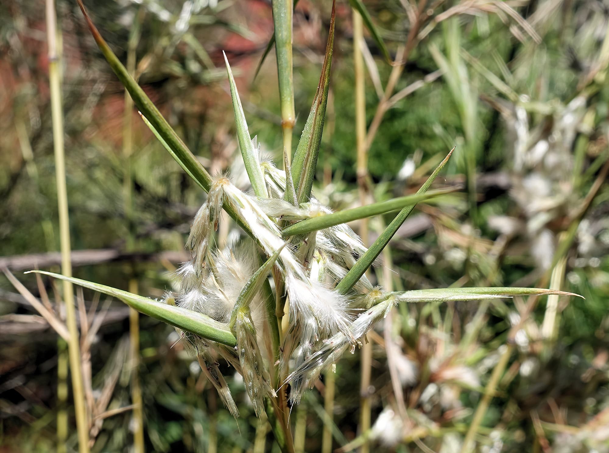 Silkyheads (Cymbopogon obtectus)