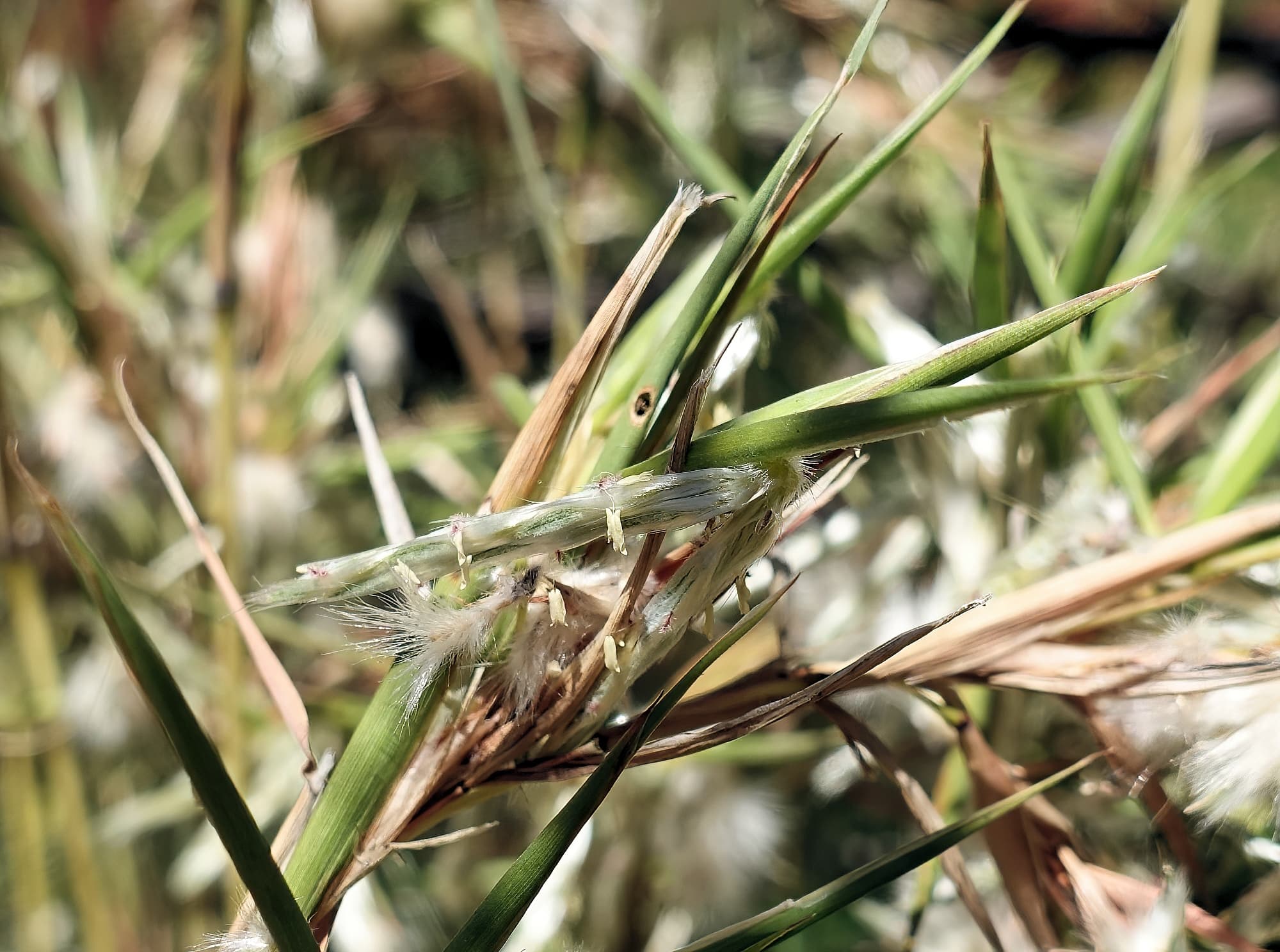 Silkyheads (Cymbopogon obtectus)