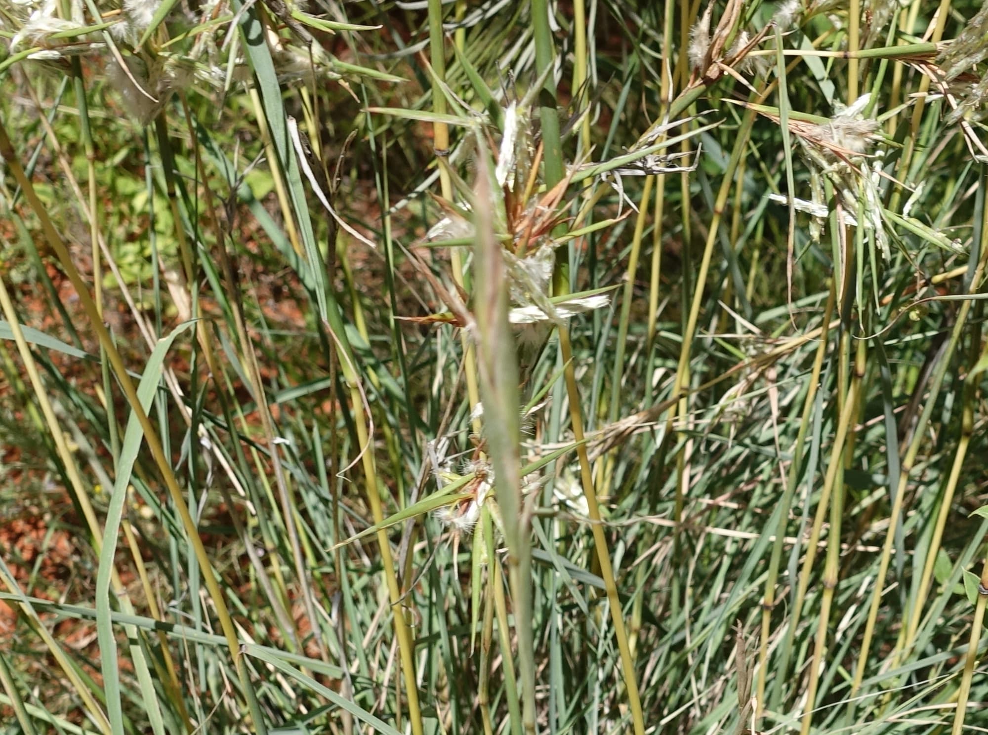 Silkyheads (Cymbopogon obtectus)