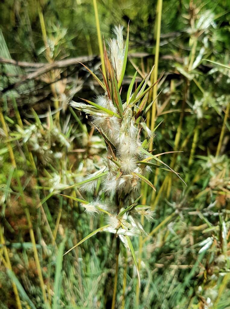 Silkyheads (Cymbopogon obtectus)