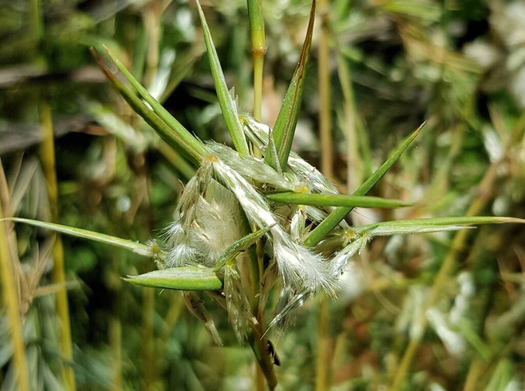Silkyheads (Cymbopogon obtectus)