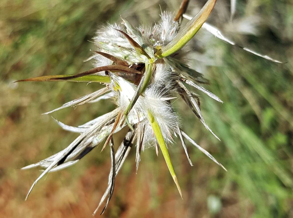 Silkyheads (Cymbopogon obtectus)