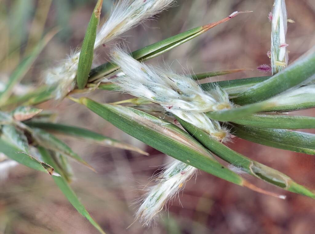 Silkyheads (Cymbopogon obtectus)