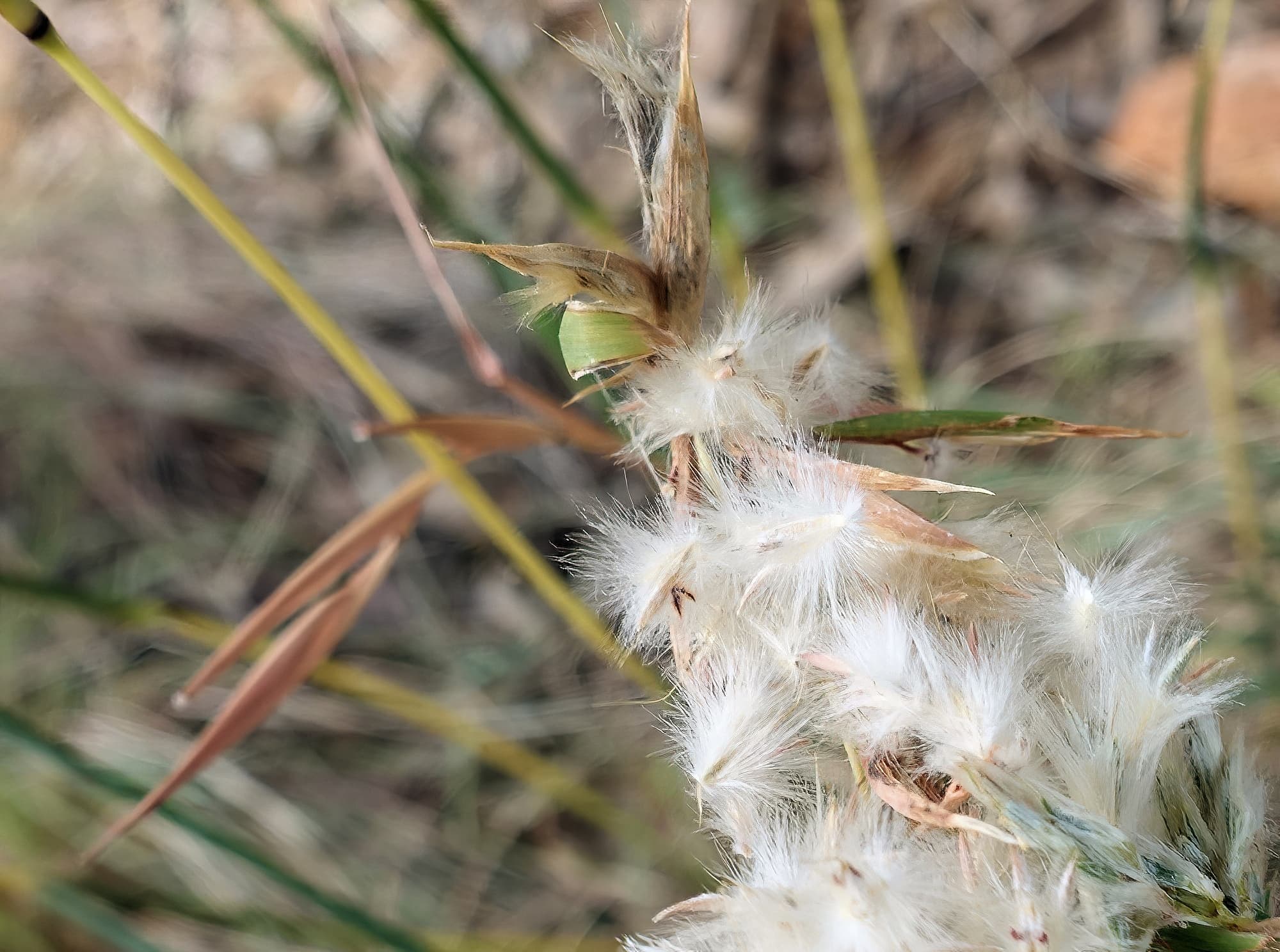 Silkyheads (Cymbopogon obtectus)