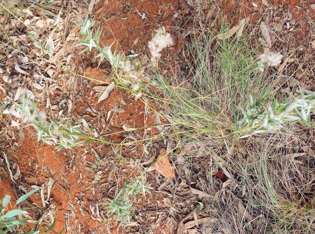 Silkyheads (Cymbopogon obtectus)