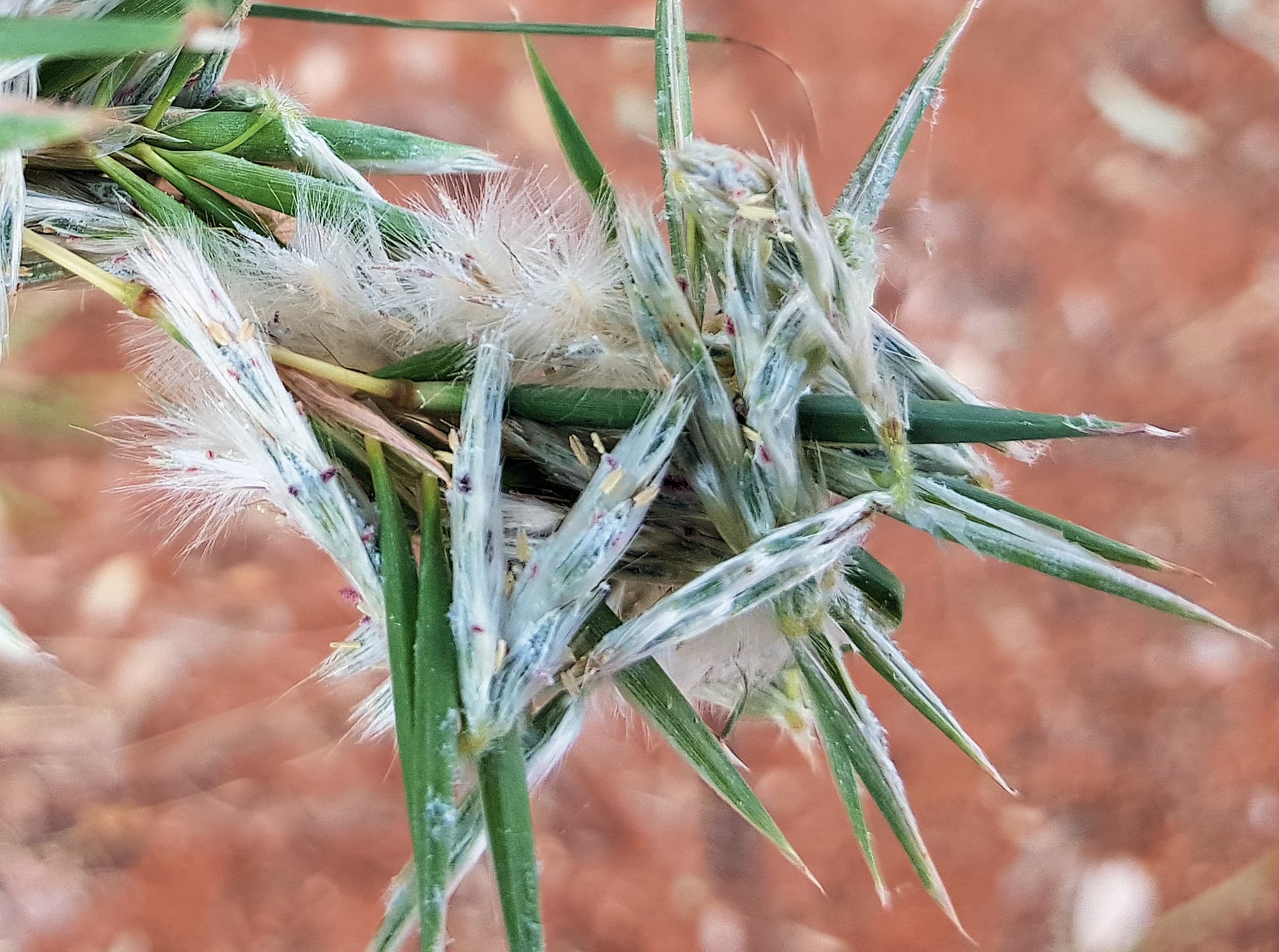 Silkyheads (Cymbopogon obtectus)