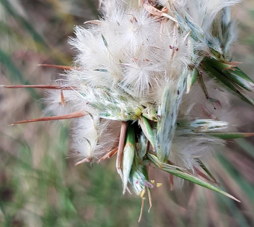 Silkyheads (Cymbopogon obtectus)