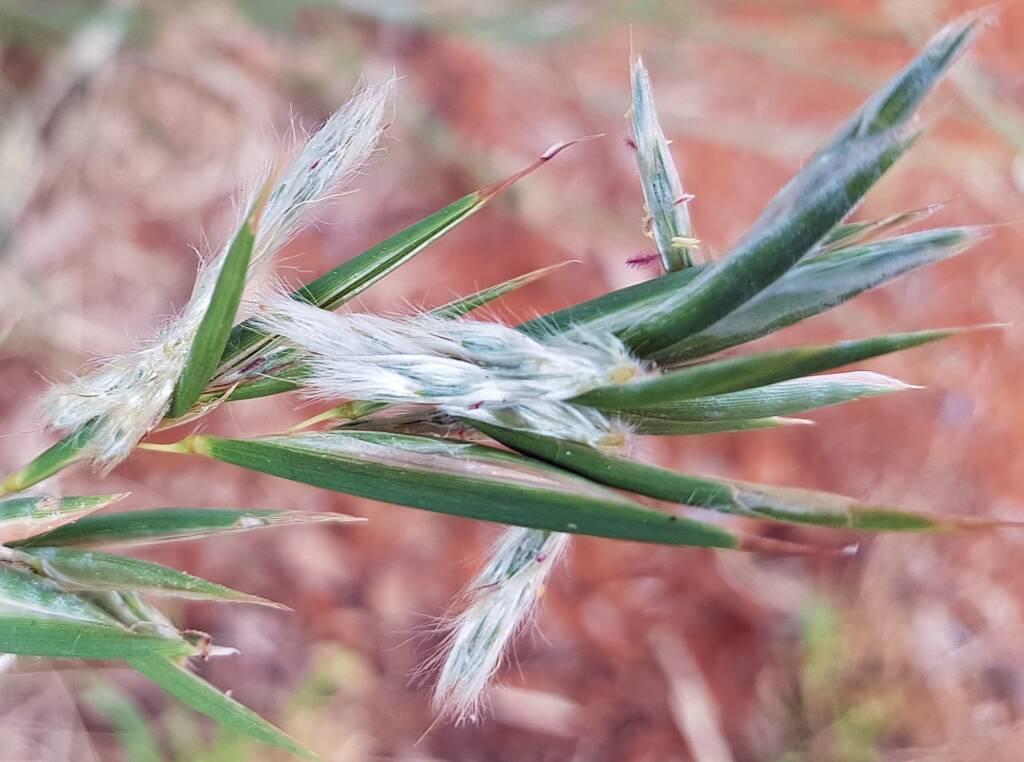 Silkyheads (Cymbopogon obtectus)