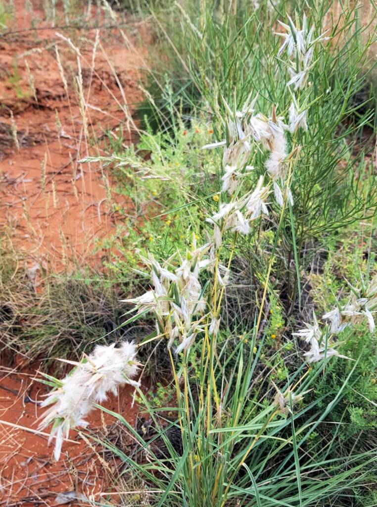 Silkyheads (Cymbopogon obtectus)