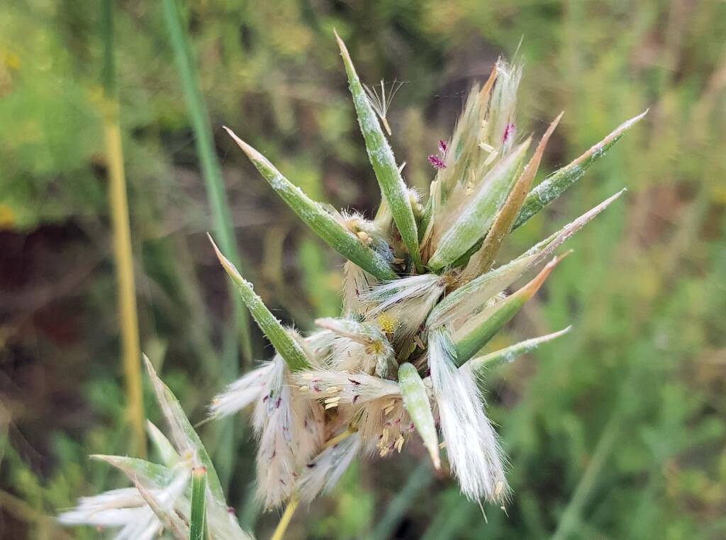 Silkyheads (Cymbopogon obtectus)