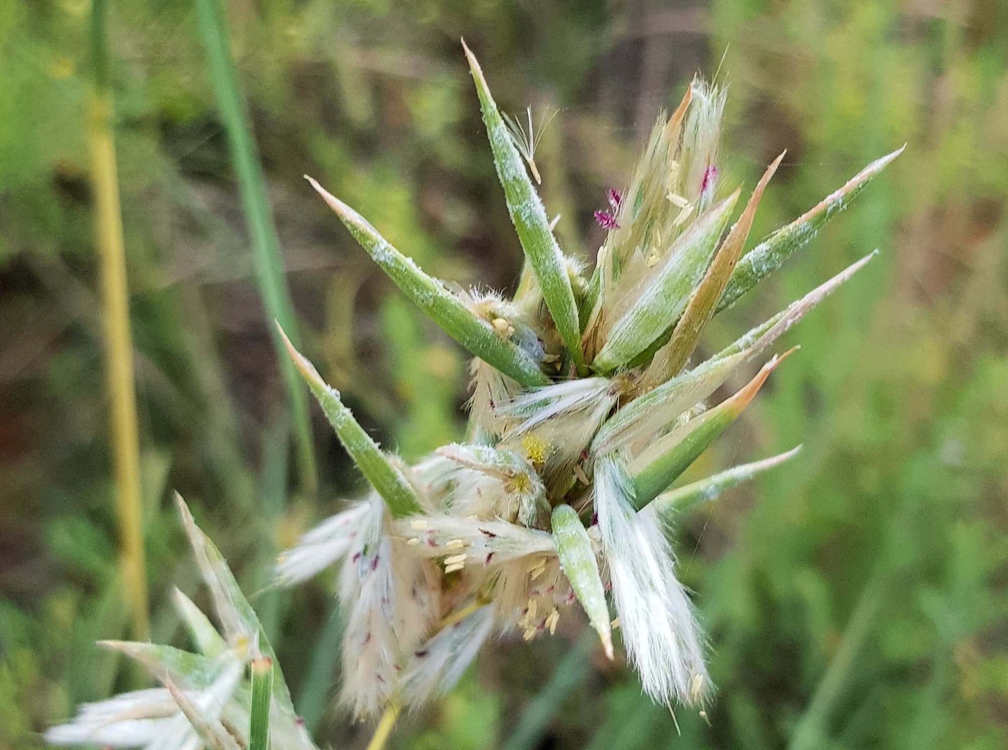 Silkyheads (Cymbopogon obtectus)