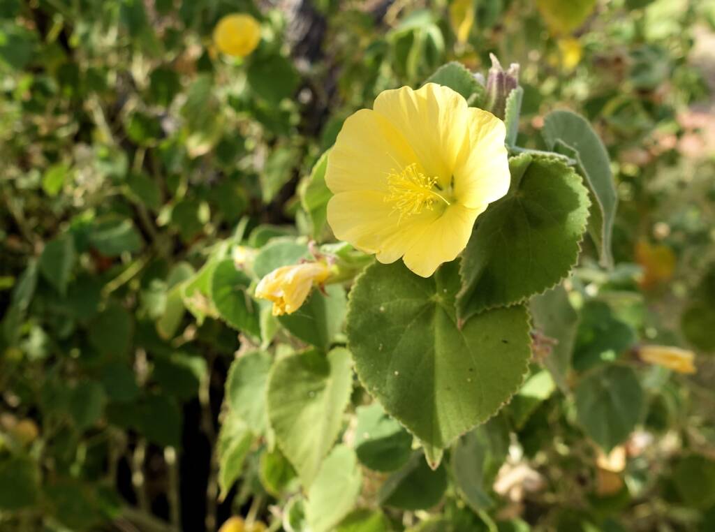 Desert Lantern Flower (Abutilon leucopetalum), Finke Gorge National Park