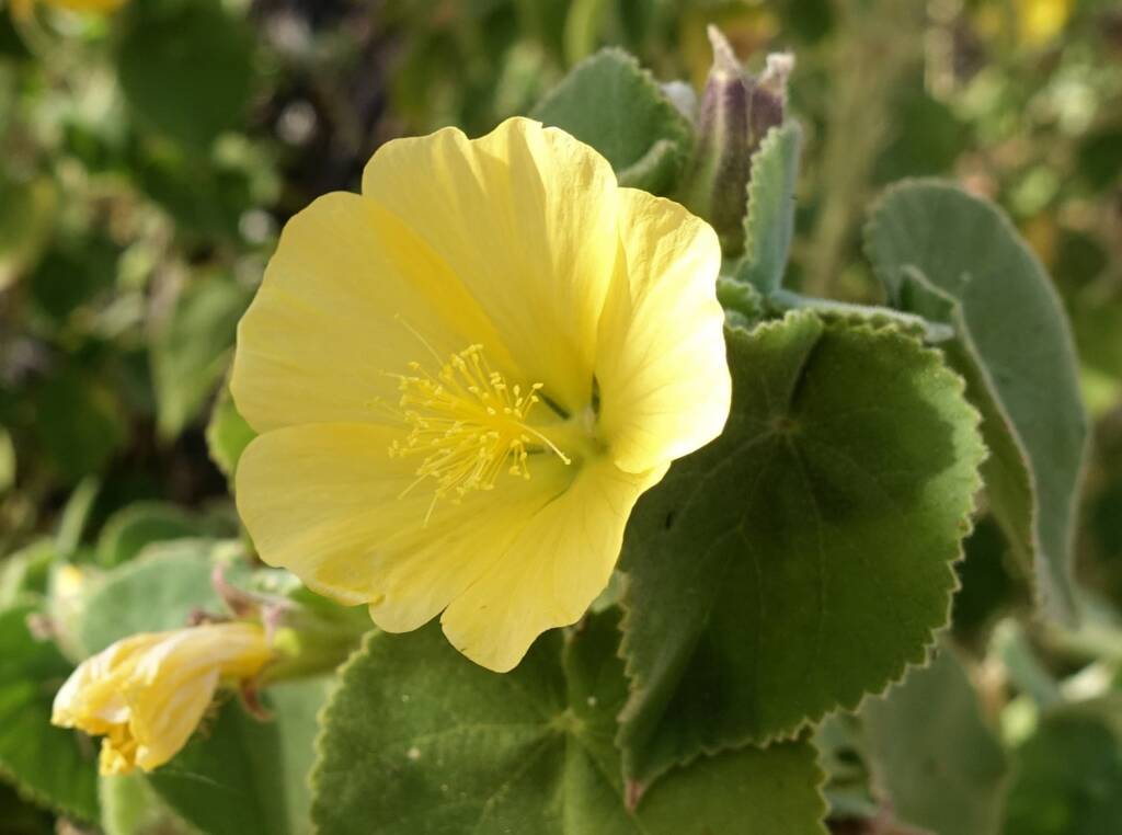 Desert Lantern Flower (Abutilon leucopetalum), Finke Gorge National Park
