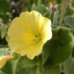 Desert Lantern Flower (Abutilon leucopetalum), Finke Gorge National Park