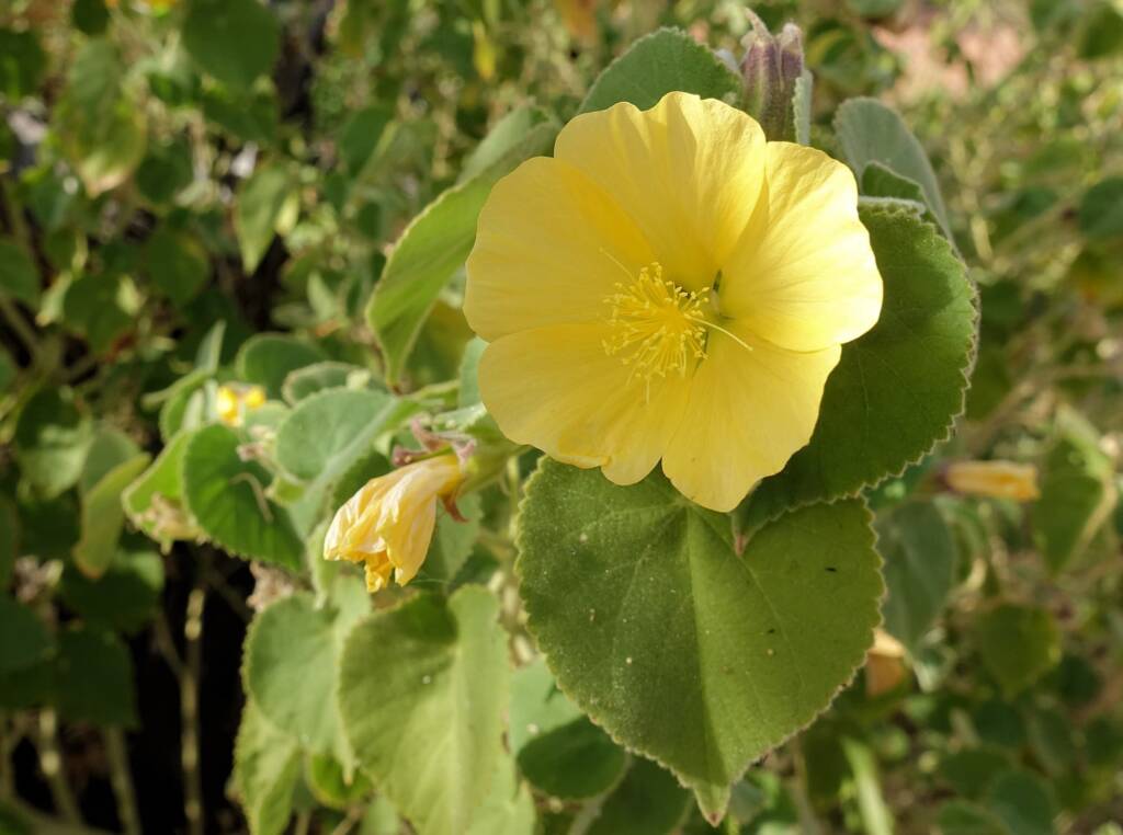Desert Lantern Flower (Abutilon leucopetalum), Finke Gorge National Park