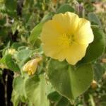Desert Lantern Flower (Abutilon leucopetalum), Finke Gorge National Park