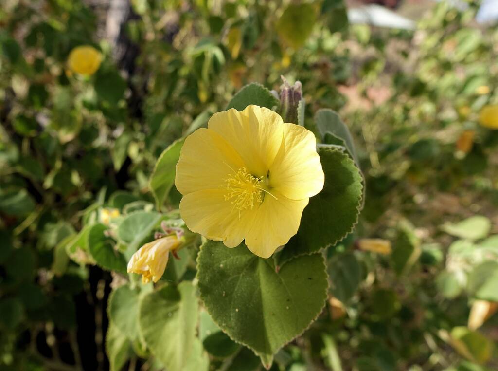 Desert Lantern Flower (Abutilon leucopetalum), Finke Gorge National Park