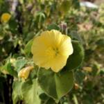 Desert Lantern Flower (Abutilon leucopetalum), Finke Gorge National Park