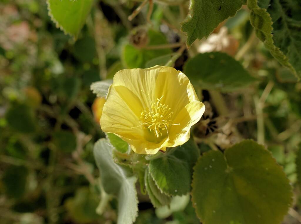 Desert Lantern Flower (Abutilon leucopetalum), Finke Gorge National Park