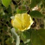 Desert Lantern Flower (Abutilon leucopetalum), Finke Gorge National Park