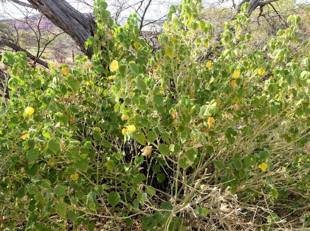 Desert Lantern Flower (Abutilon leucopetalum), Finke Gorge National Park
